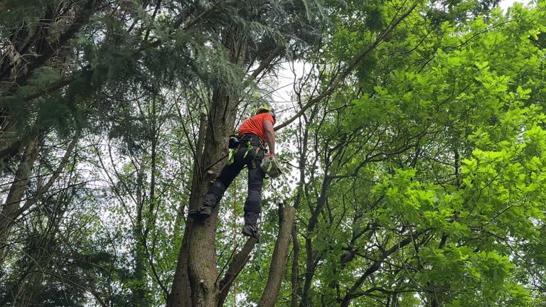 How Our Tree Care Process Works  in  Pelican Marsh, FL